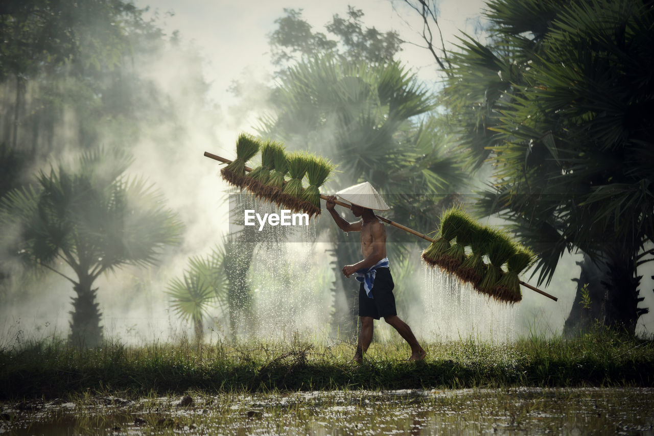 Side view of farmer carrying rice paddy at farm