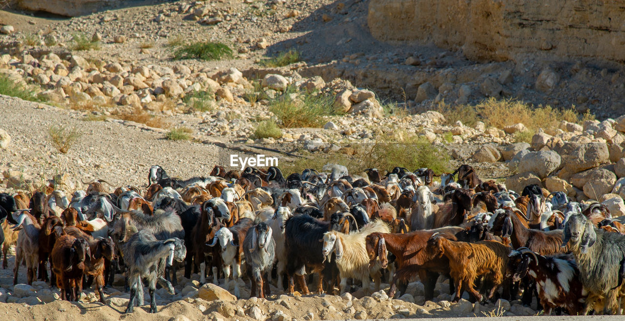 Shepherd with many goats in jordan crossing the road near the dead sea