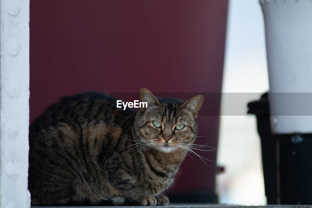 CLOSE-UP PORTRAIT OF TABBY CAT AGAINST WALL