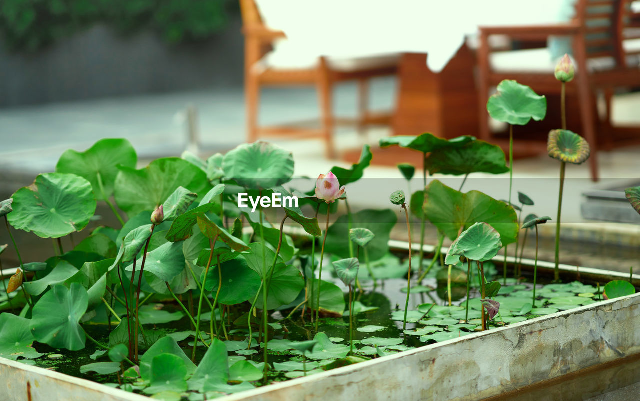 Lotus pot on poolside on blur table of restaurant background for outdoors decoration