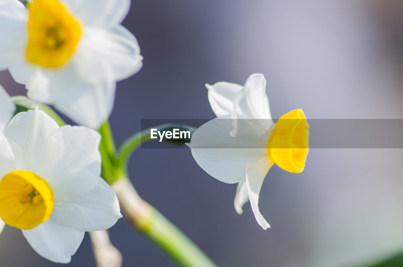 CLOSE-UP OF FRESH WHITE LILY FLOWERS BLOOMING IN GARDEN