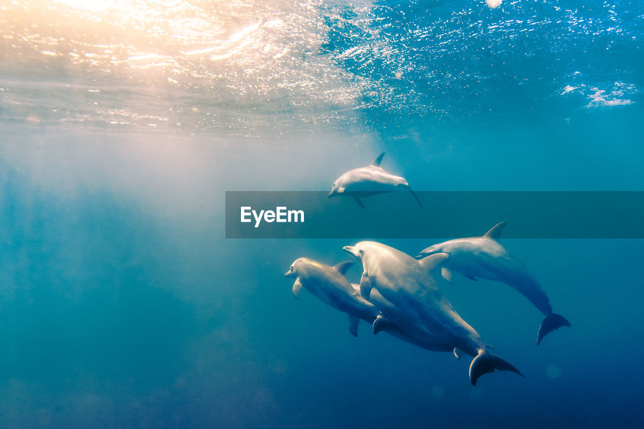 Dolphins swimming undersea