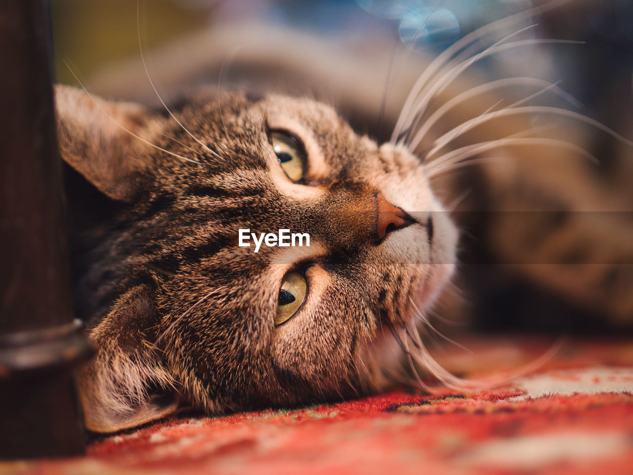Close-up of a cat resting
