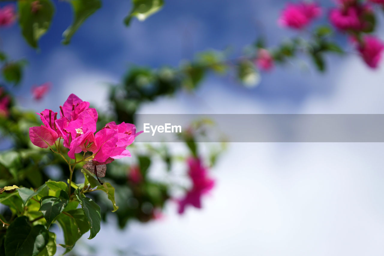 Close-up of pink flowers blooming on tree