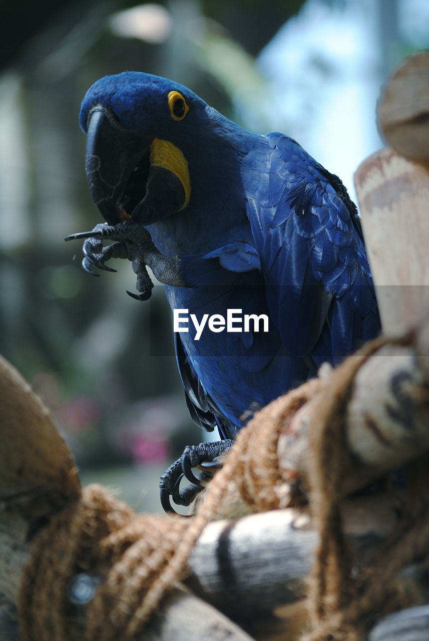 Close-up of blue parrot eating