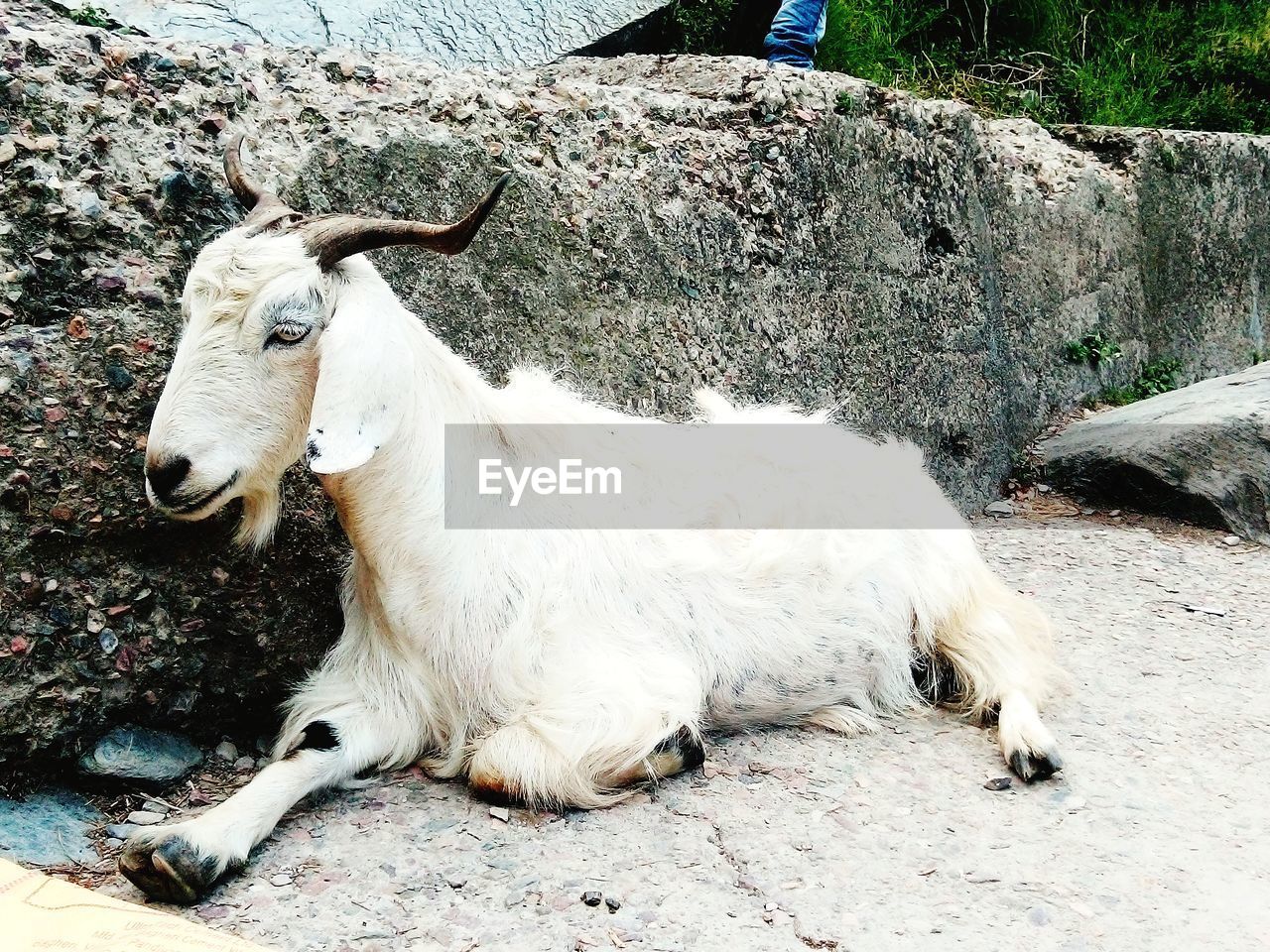 White goat sitting peacefully on the hills of  himachal pradesh.