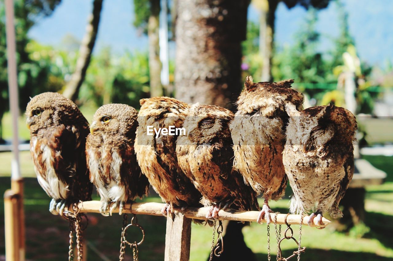 Close-up of birds perching on wooden post