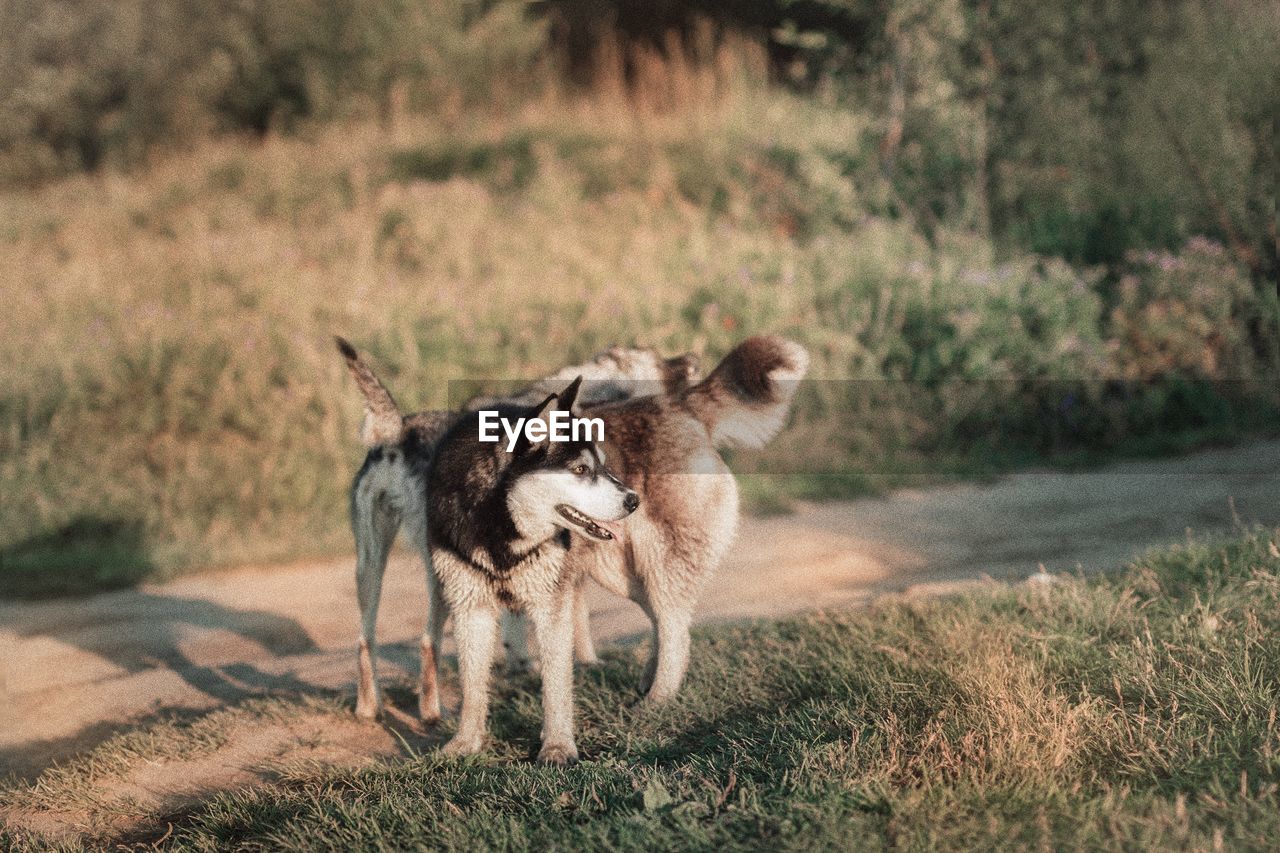 DOG STANDING ON GRASS