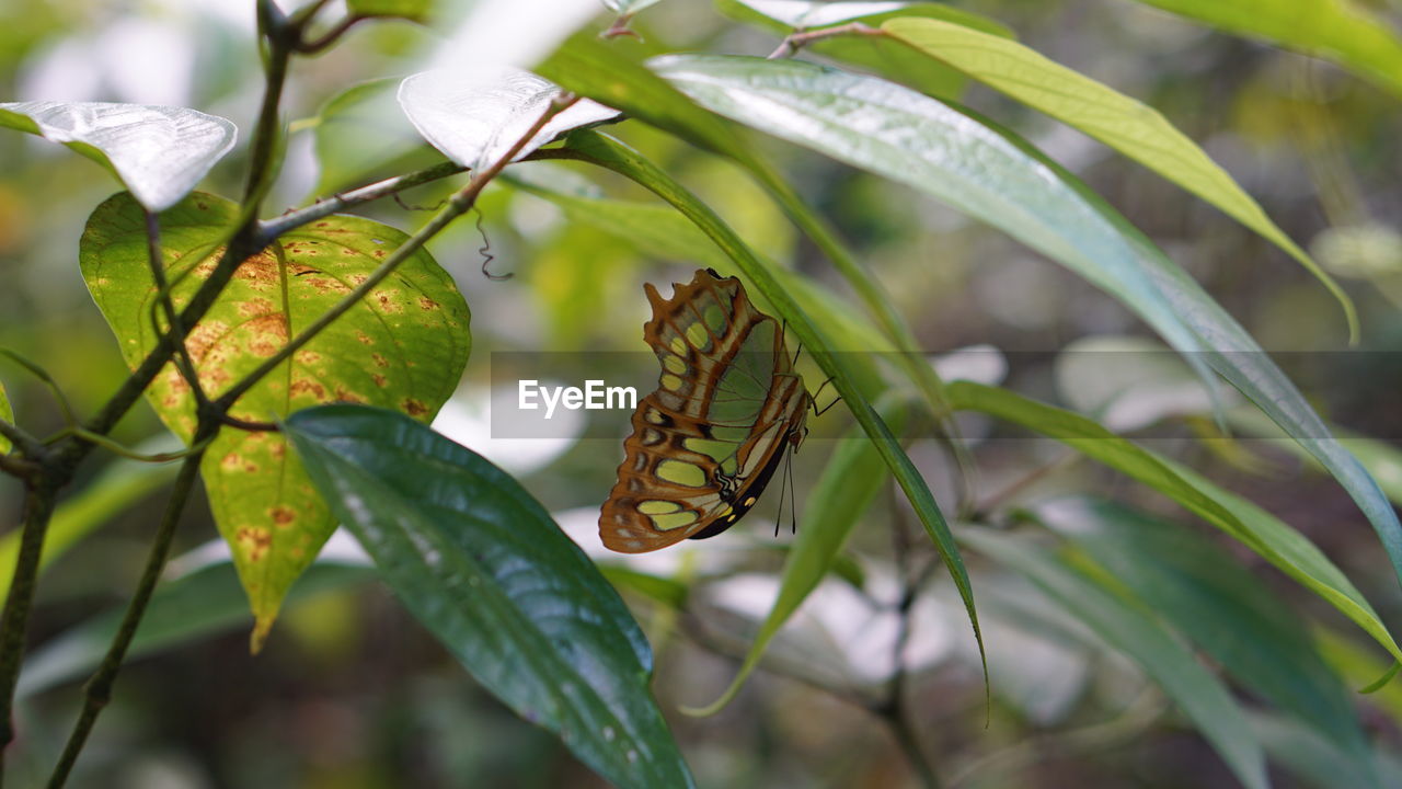 CLOSE-UP OF BUTTERFLY ON GREEN LEAF