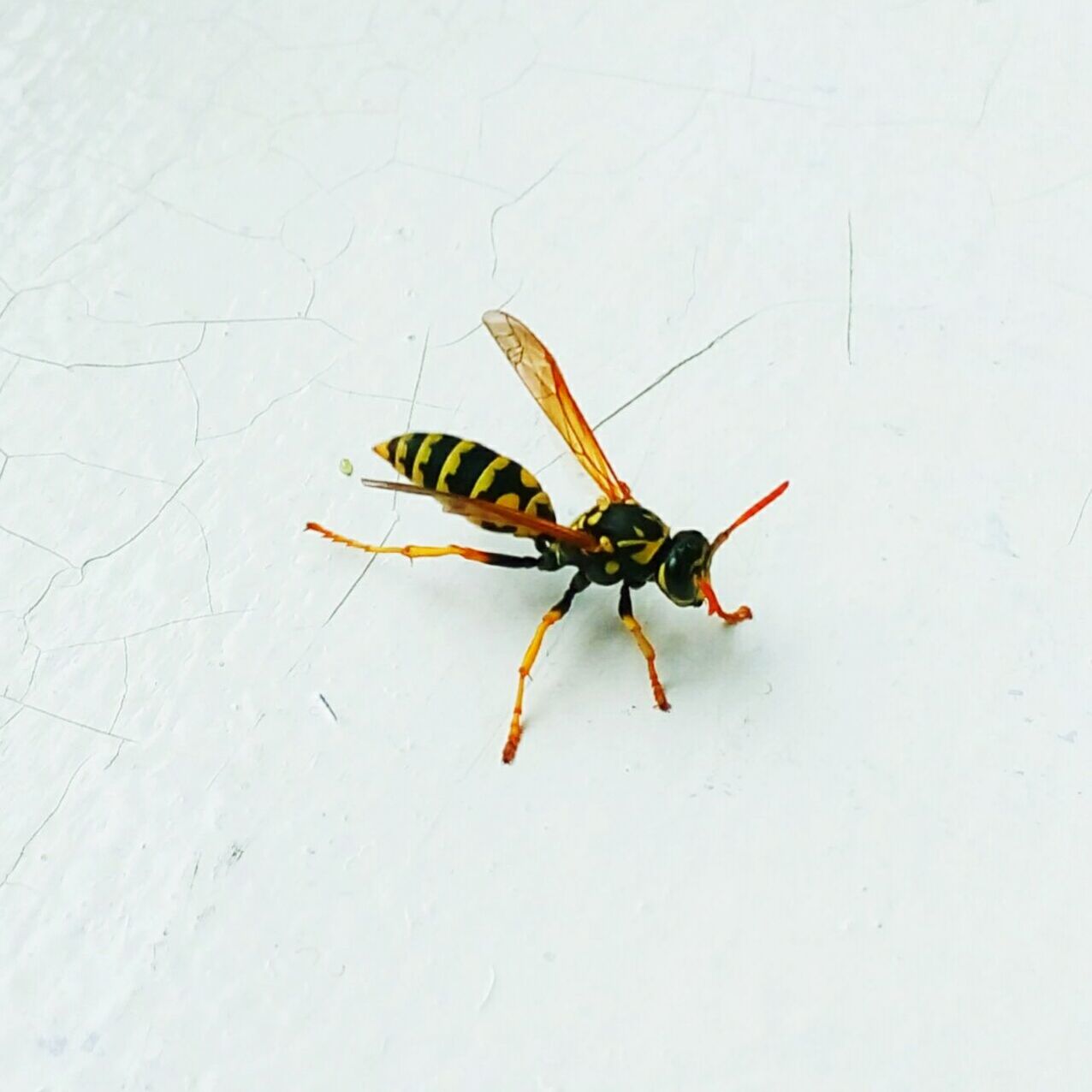 INSECT ON LEAF