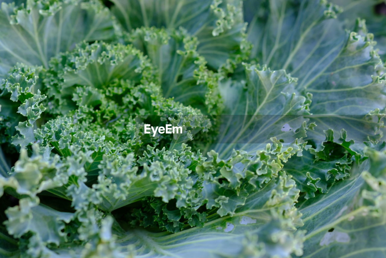 Close-up of fresh green plants