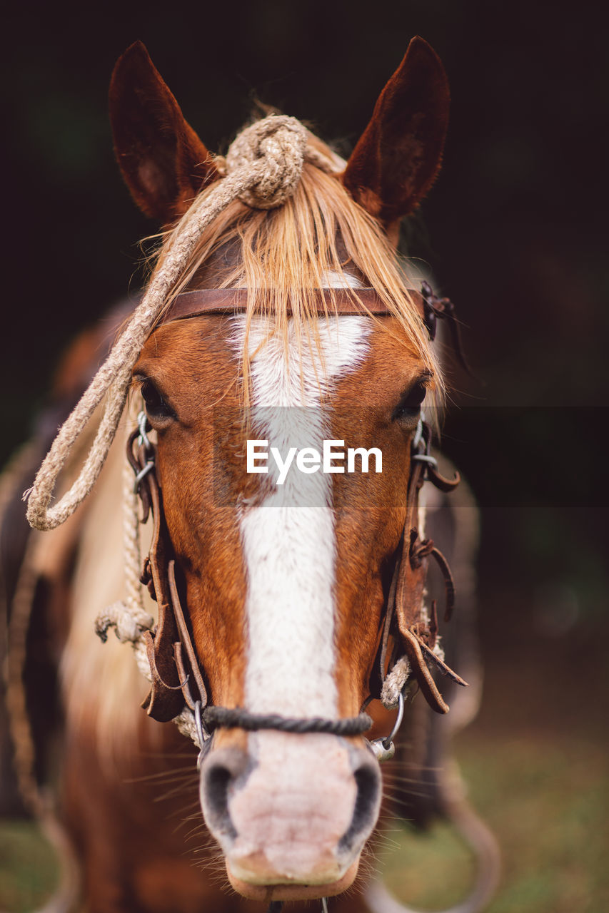 Close-up portrait of a horse