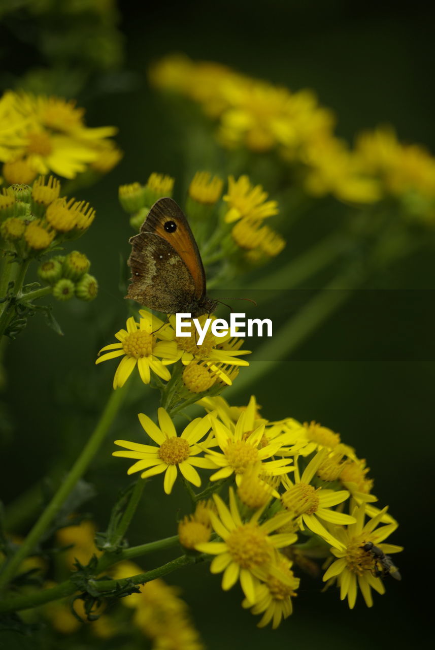 Close-up of butterfly pollinating on yellow flower