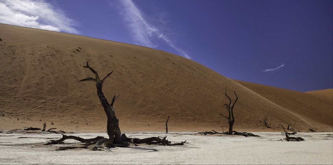 Bare tree on desert against blue sky