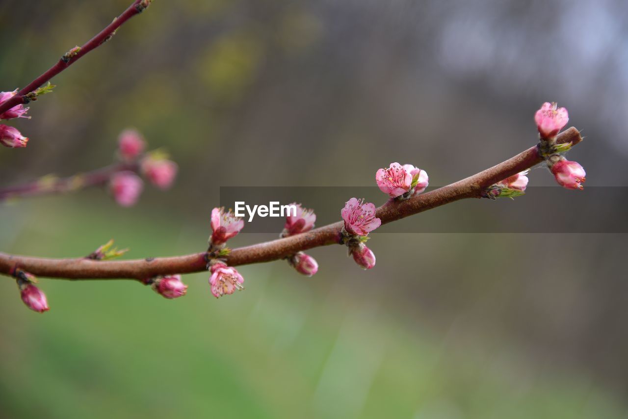 Close-up of cherry blossoms in spring