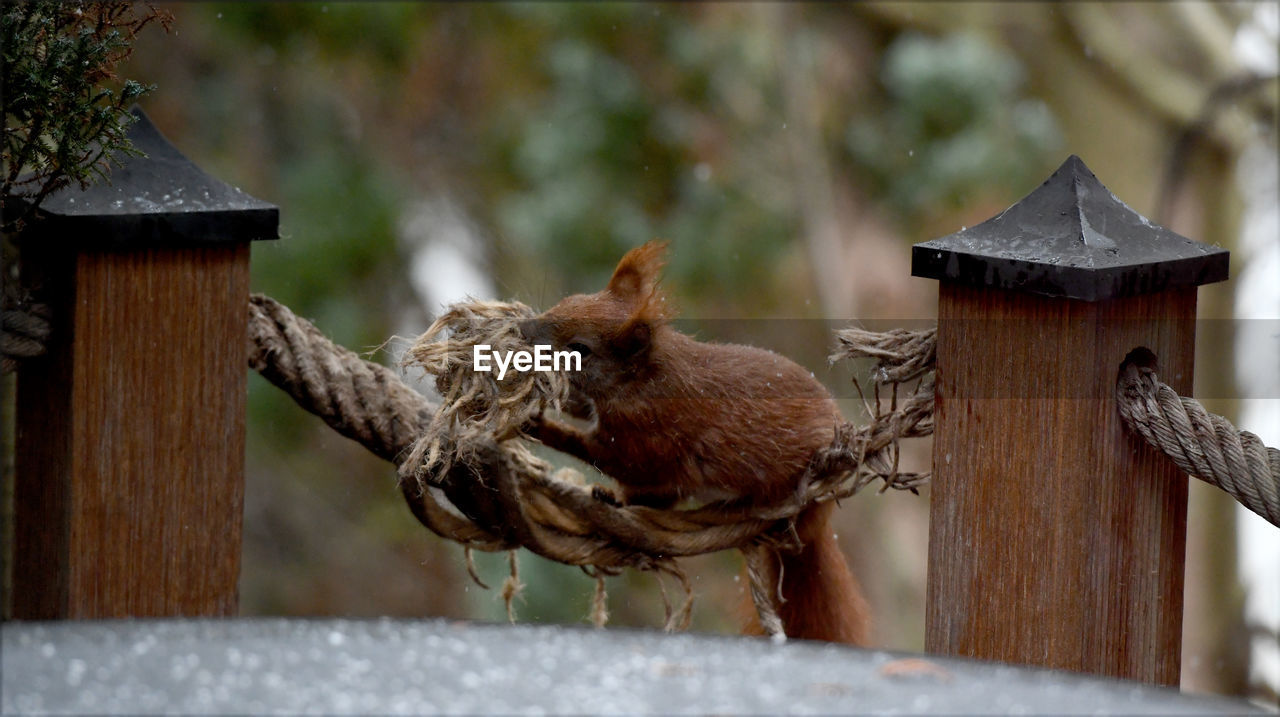 animal, animal themes, bird, mammal, wood, nature, animal wildlife, wildlife, no people, one animal, day, focus on foreground, outdoors, domestic animals, livestock, fence, bird feeder, squirrel, branch, tree, architecture