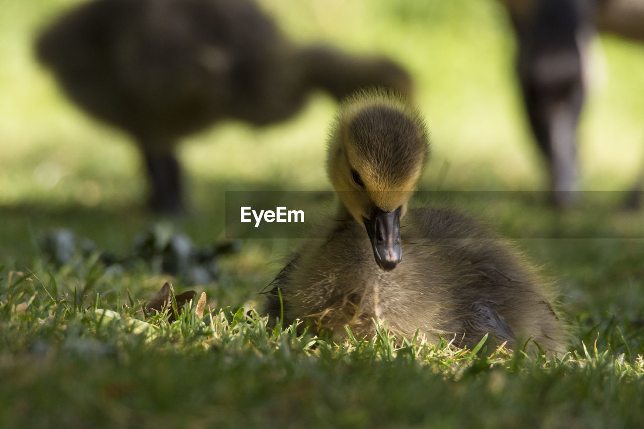 BIRD ON FIELD