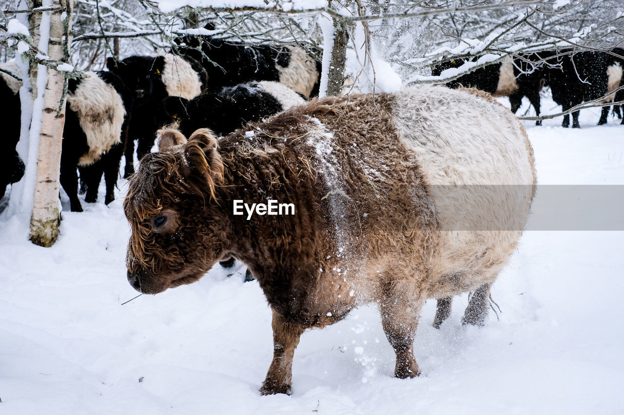 horse standing on snow covered field