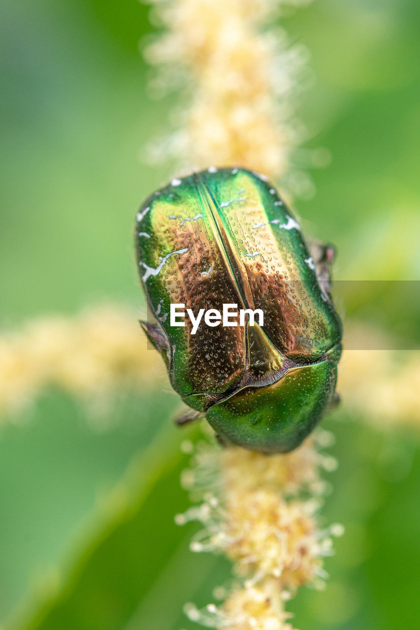 green, nature, close-up, animal themes, flower, animal, macro photography, animal wildlife, leaf, plant, macro, insect, no people, focus on foreground, one animal, beauty in nature, bud, wildlife, outdoors, environment, extreme close-up, selective focus, day, plant part, magnification, freshness, animal body part, grass, environmental conservation, food, summer, social issues, defocused, fragility, animal wing