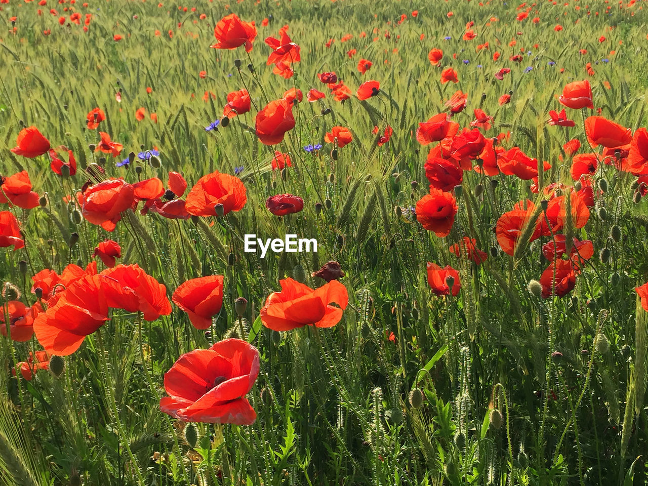 Red poppy flowers blooming on field