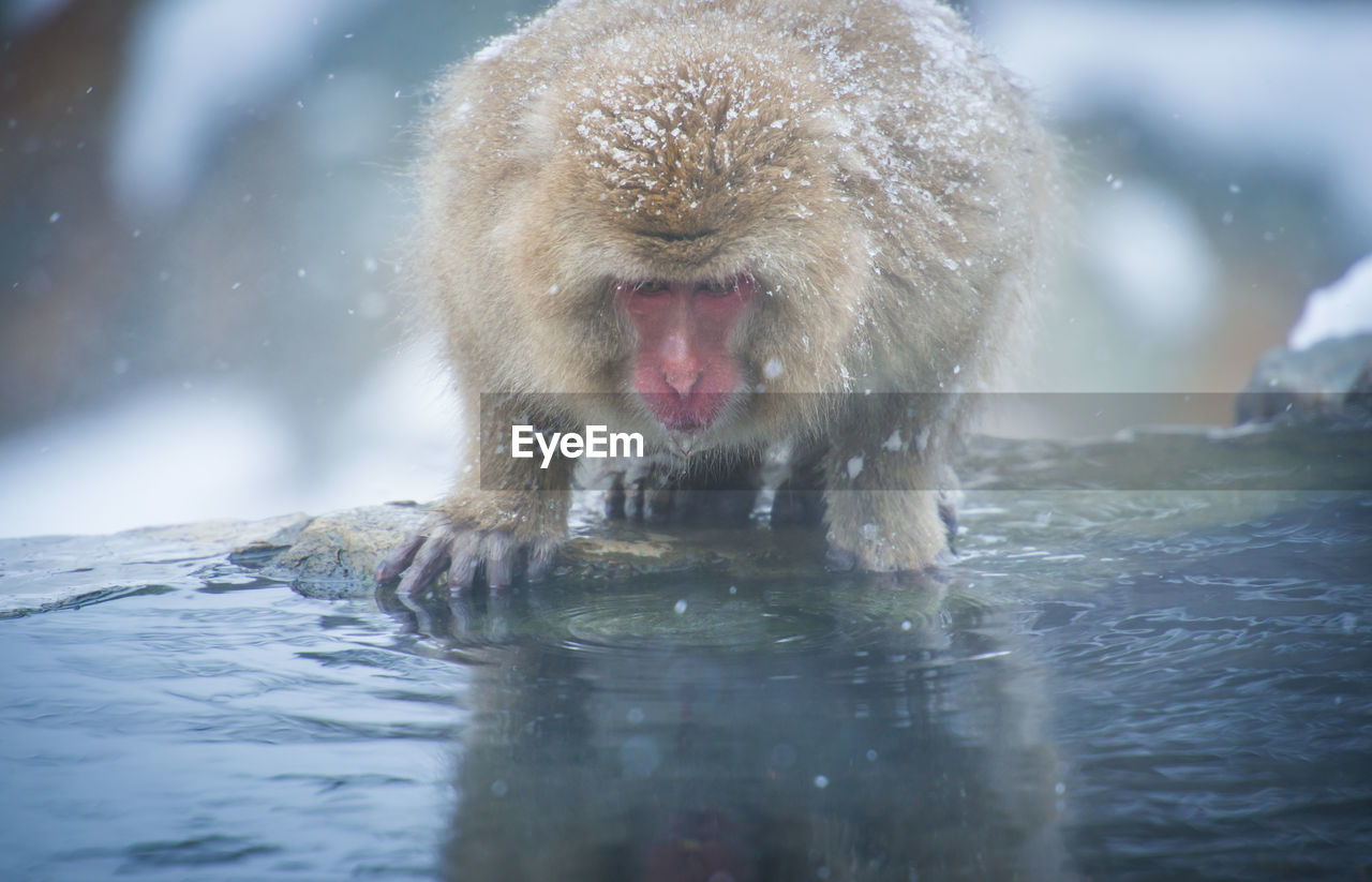 Snow monkey in a hot spring, nagano, japan.