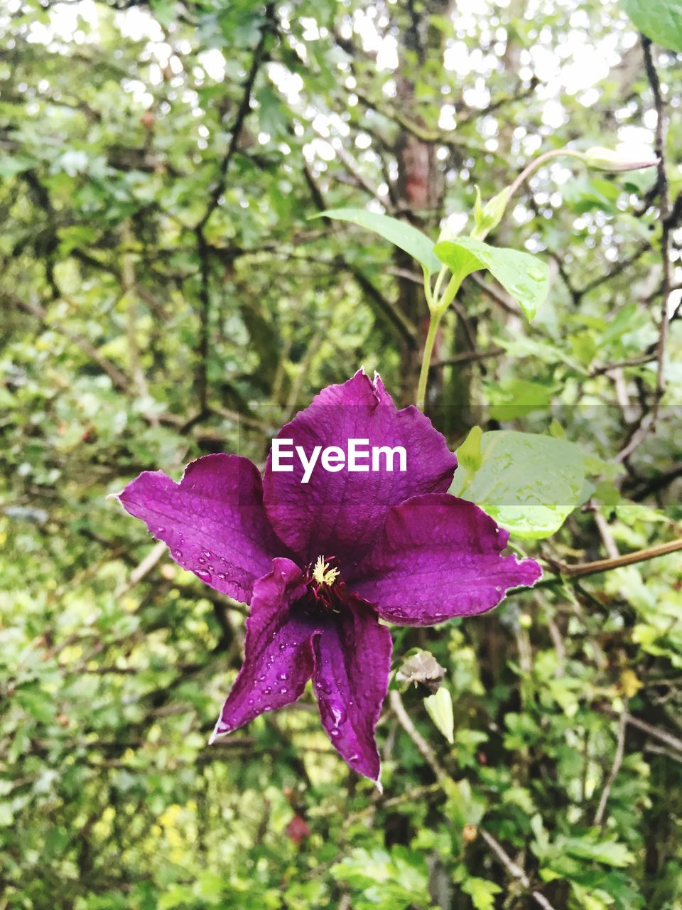 Close-up of purple flower