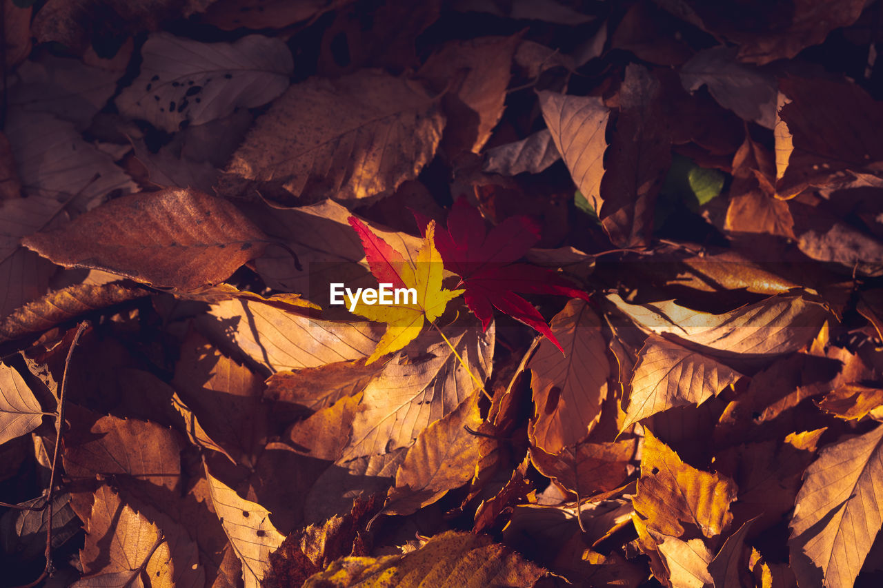 Full frame shot of autumnal leaves