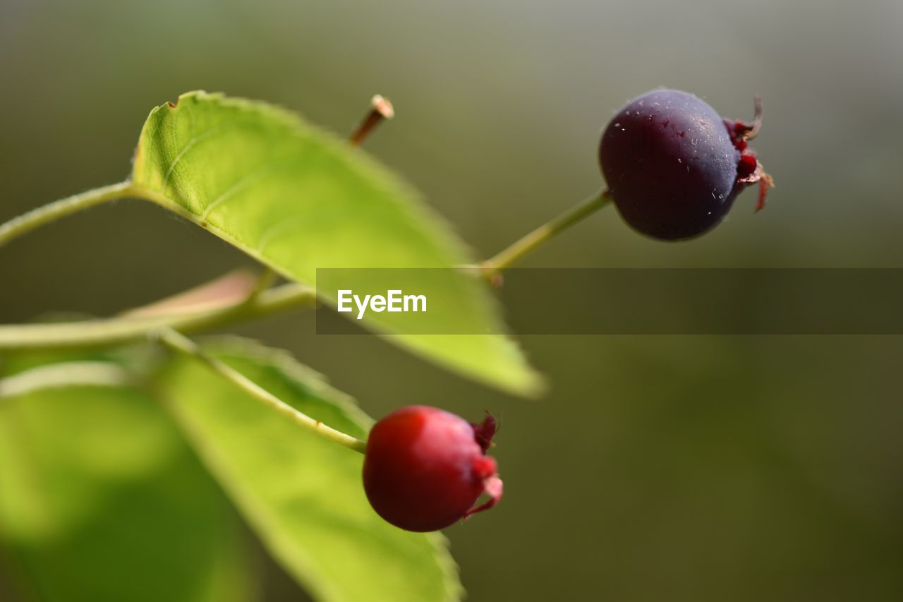 CLOSE-UP OF BERRIES ON PLANT