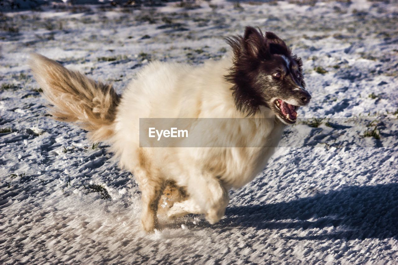 High angle view of collie dog running on snowy field