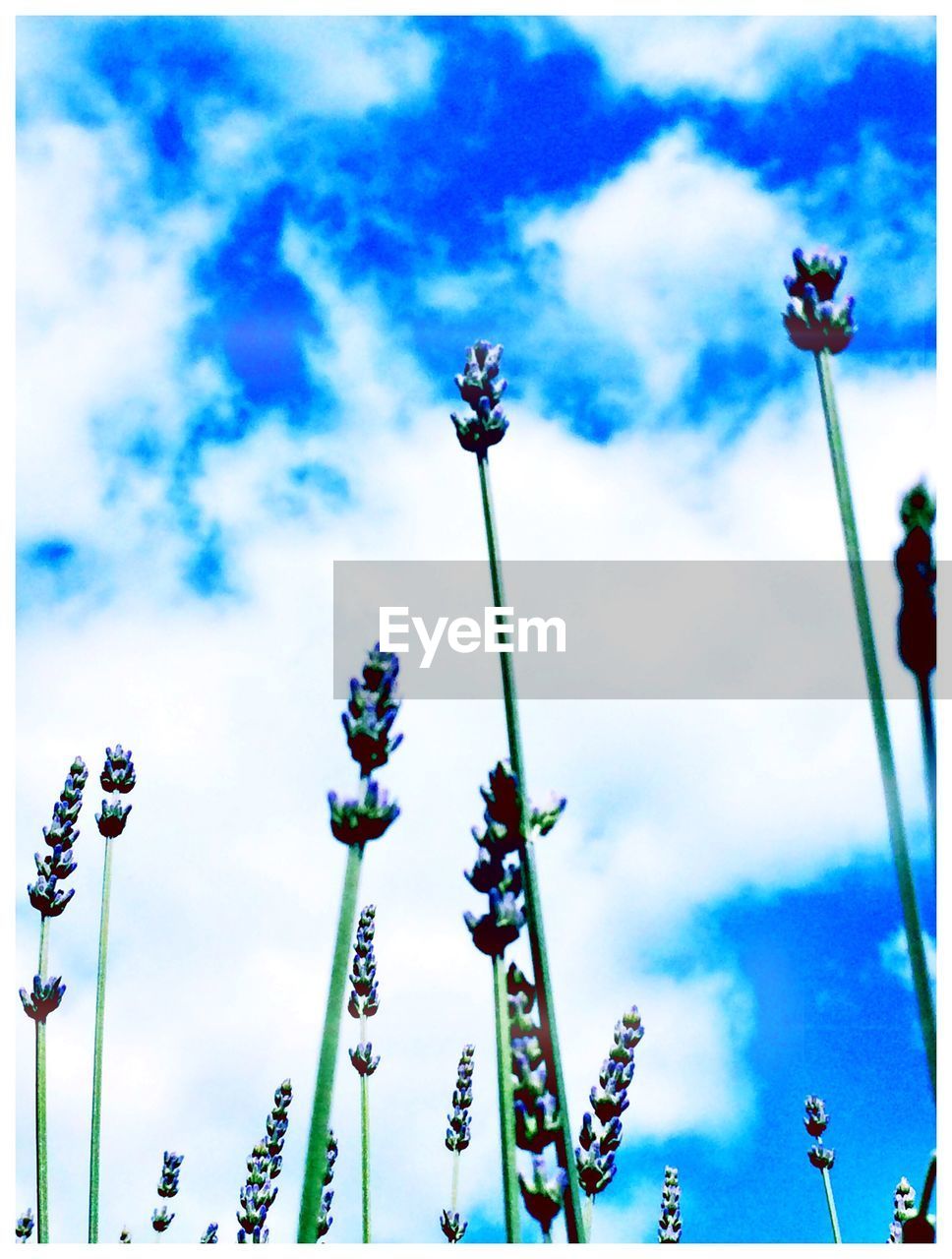 LOW ANGLE VIEW OF PLANTS AND SKY