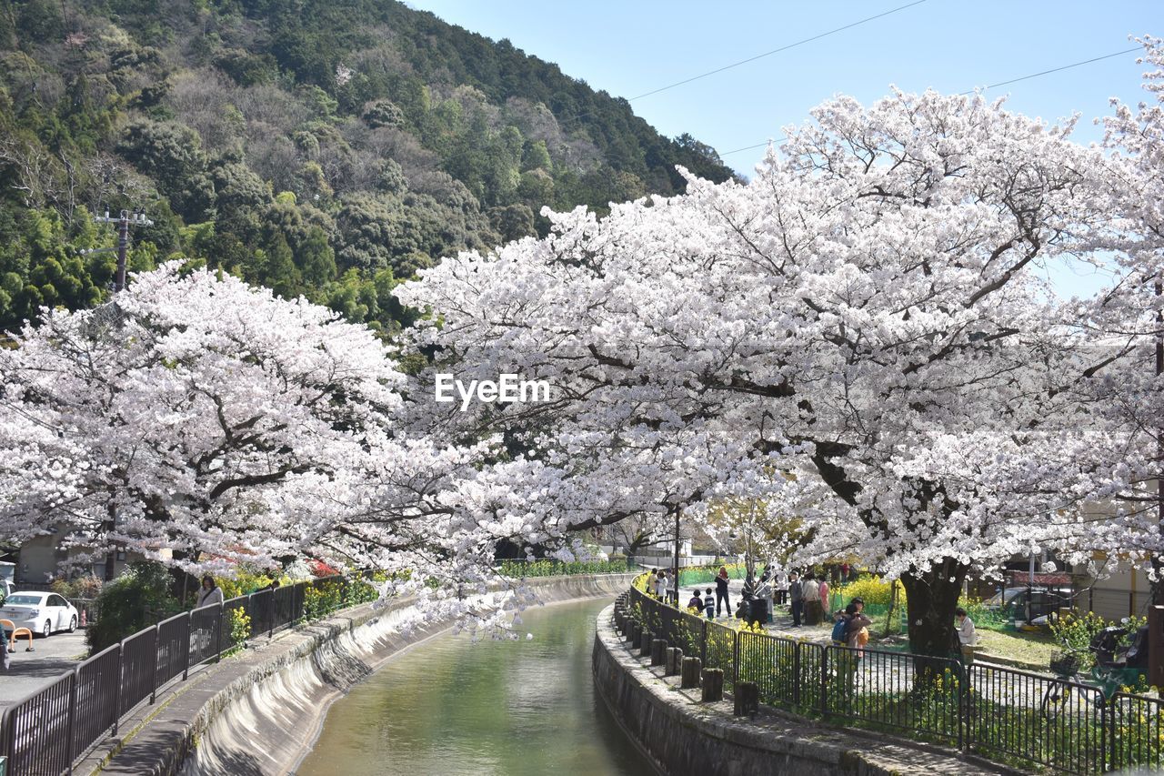 CHERRY BLOSSOM TREES BY CANAL