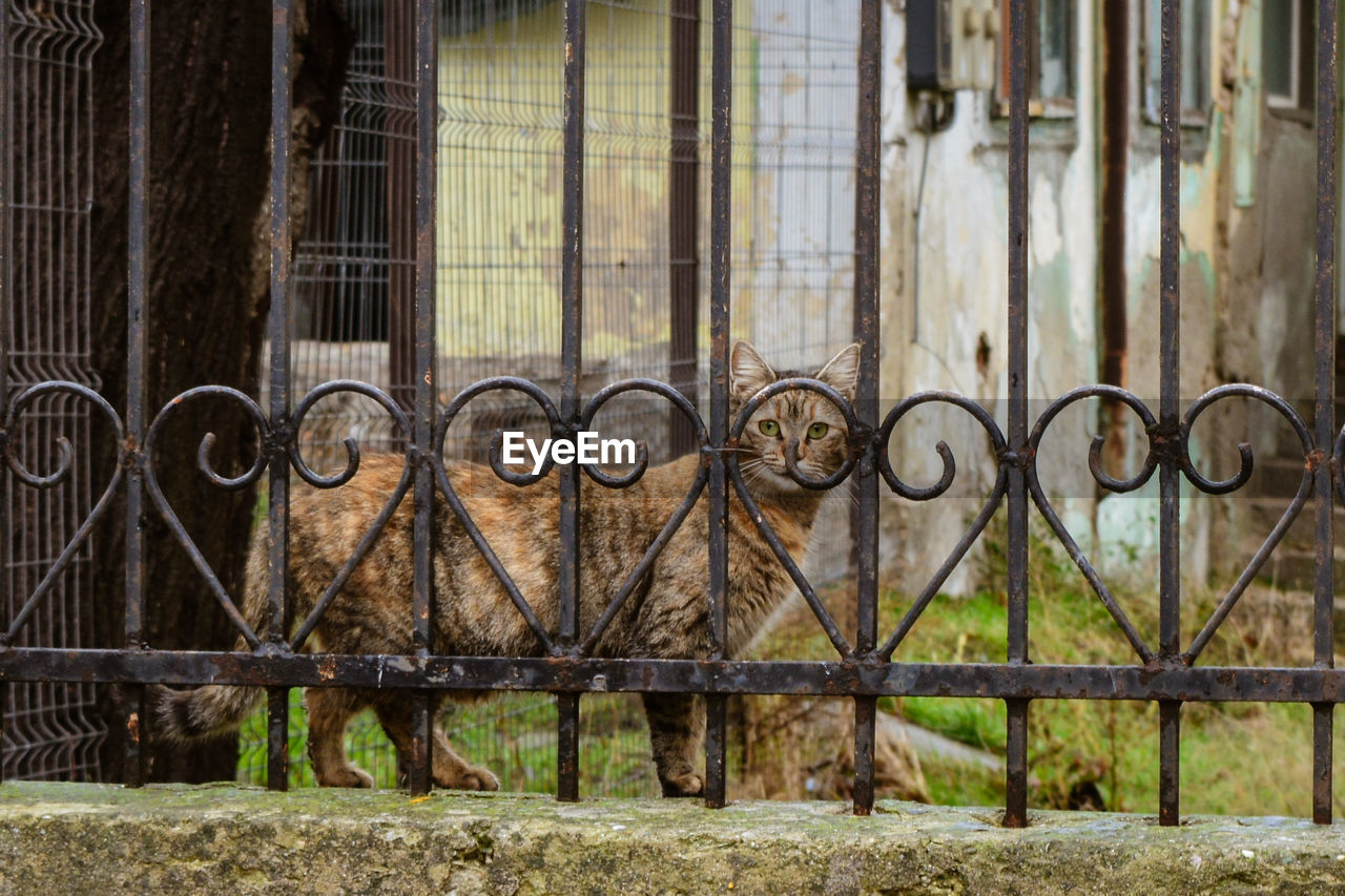 View of cat in cage