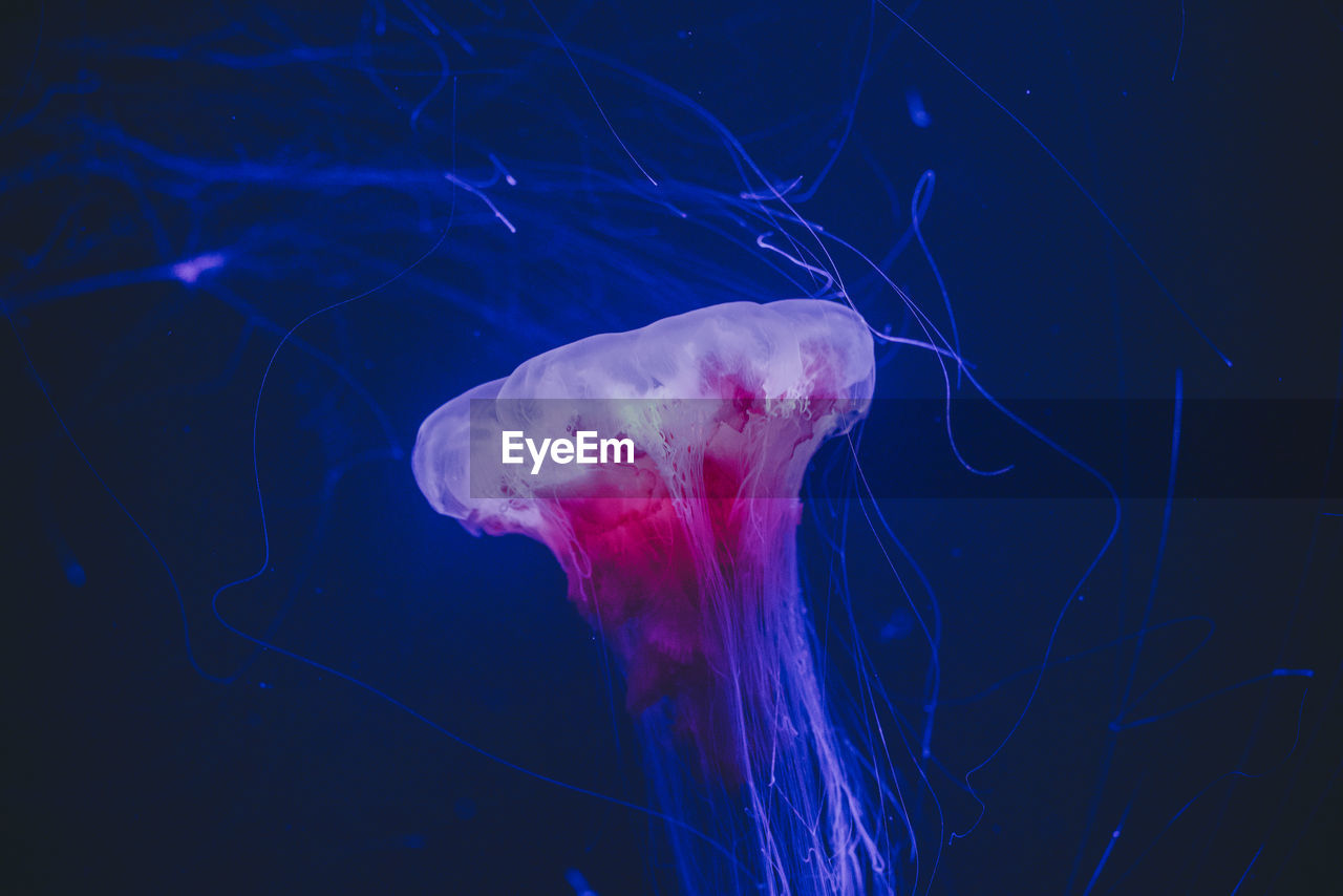 Close-up of jellyfish in illuminating sea.