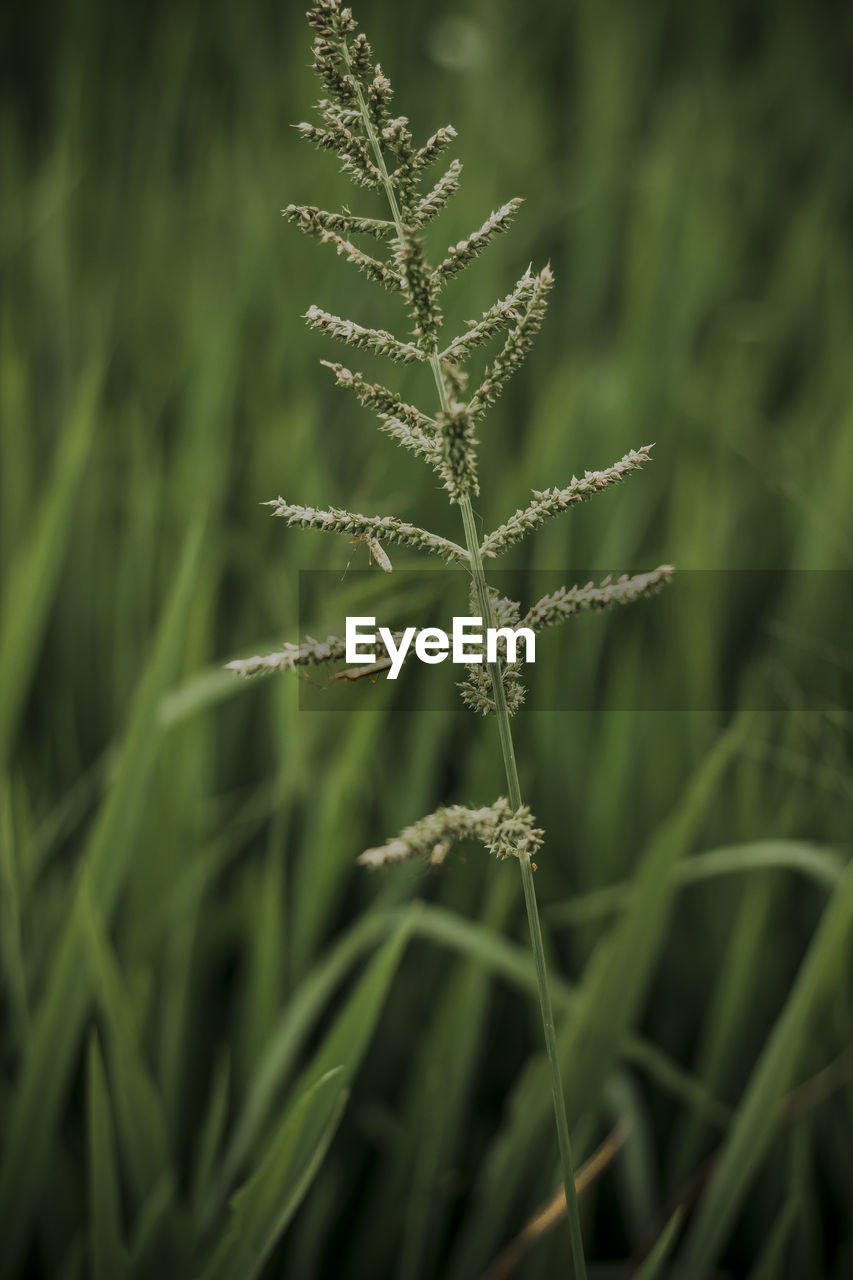 CLOSE-UP OF FRESH GREEN PLANT IN FIELD