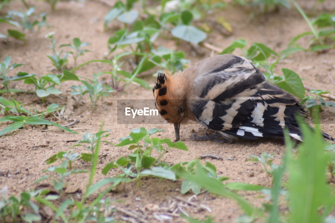 CLOSE-UP OF BUTTERFLY ON GROUND