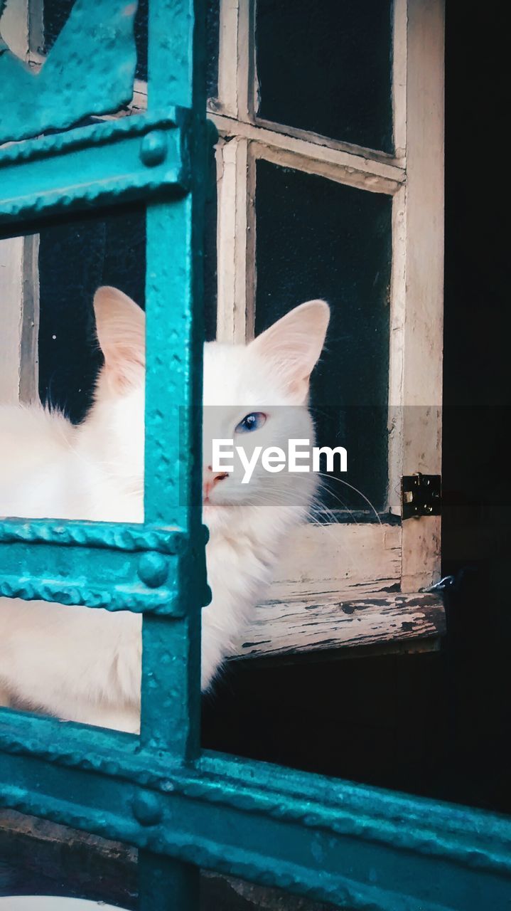 Portrait of cat looking through window