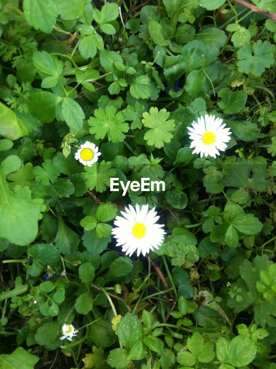 CLOSE-UP OF WHITE FLOWER BLOOMING OUTDOORS