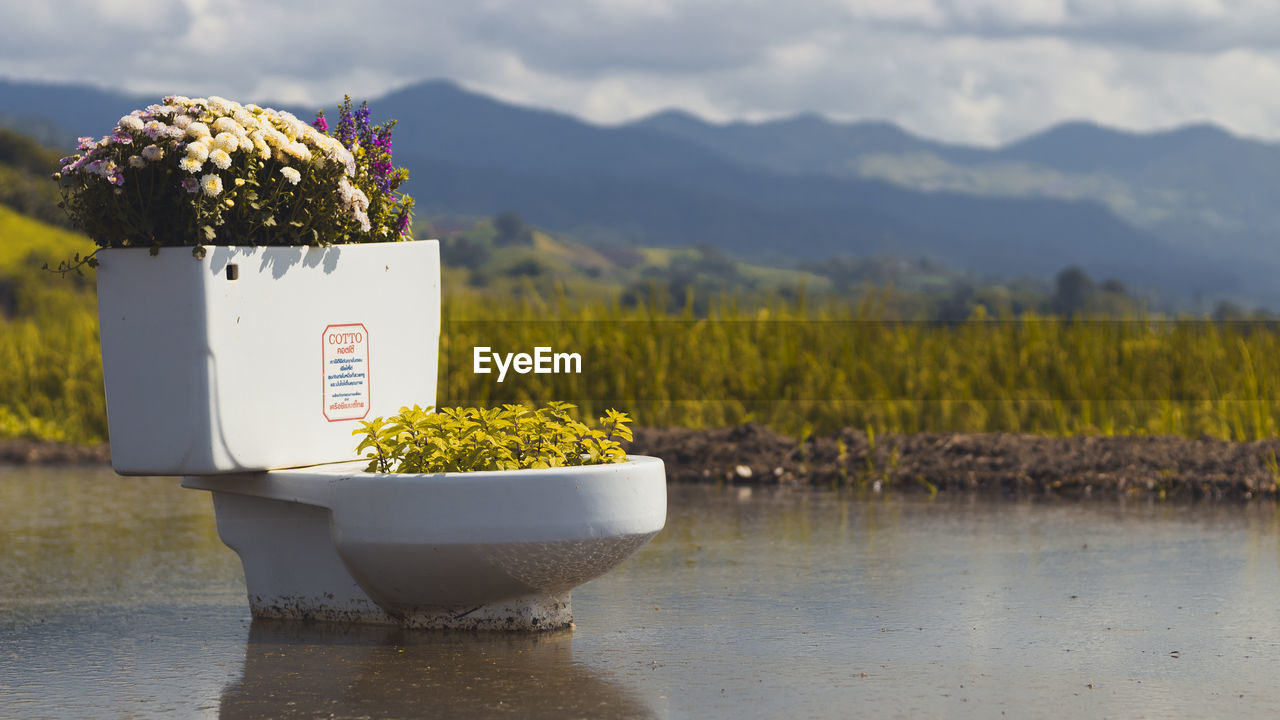 CLOSE-UP OF POTTED PLANT AGAINST PLANTS AND MOUNTAINS