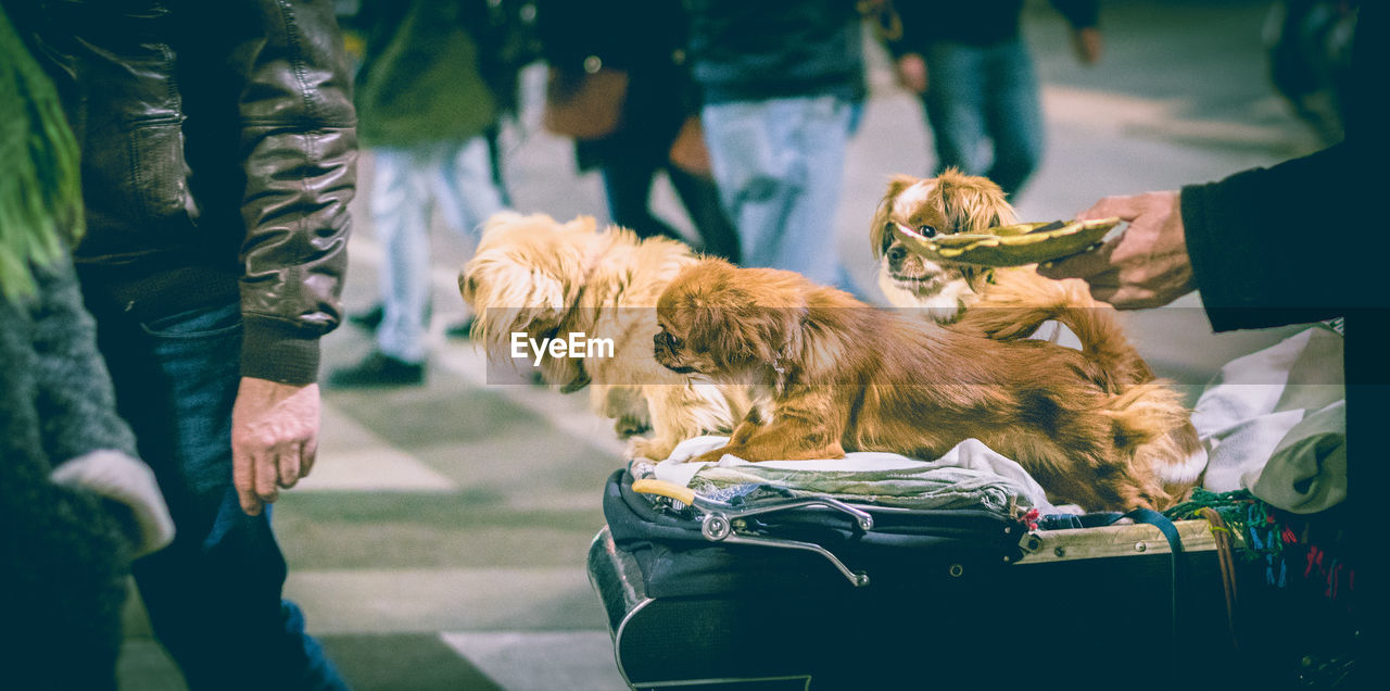 High angle view of dogs on luggage