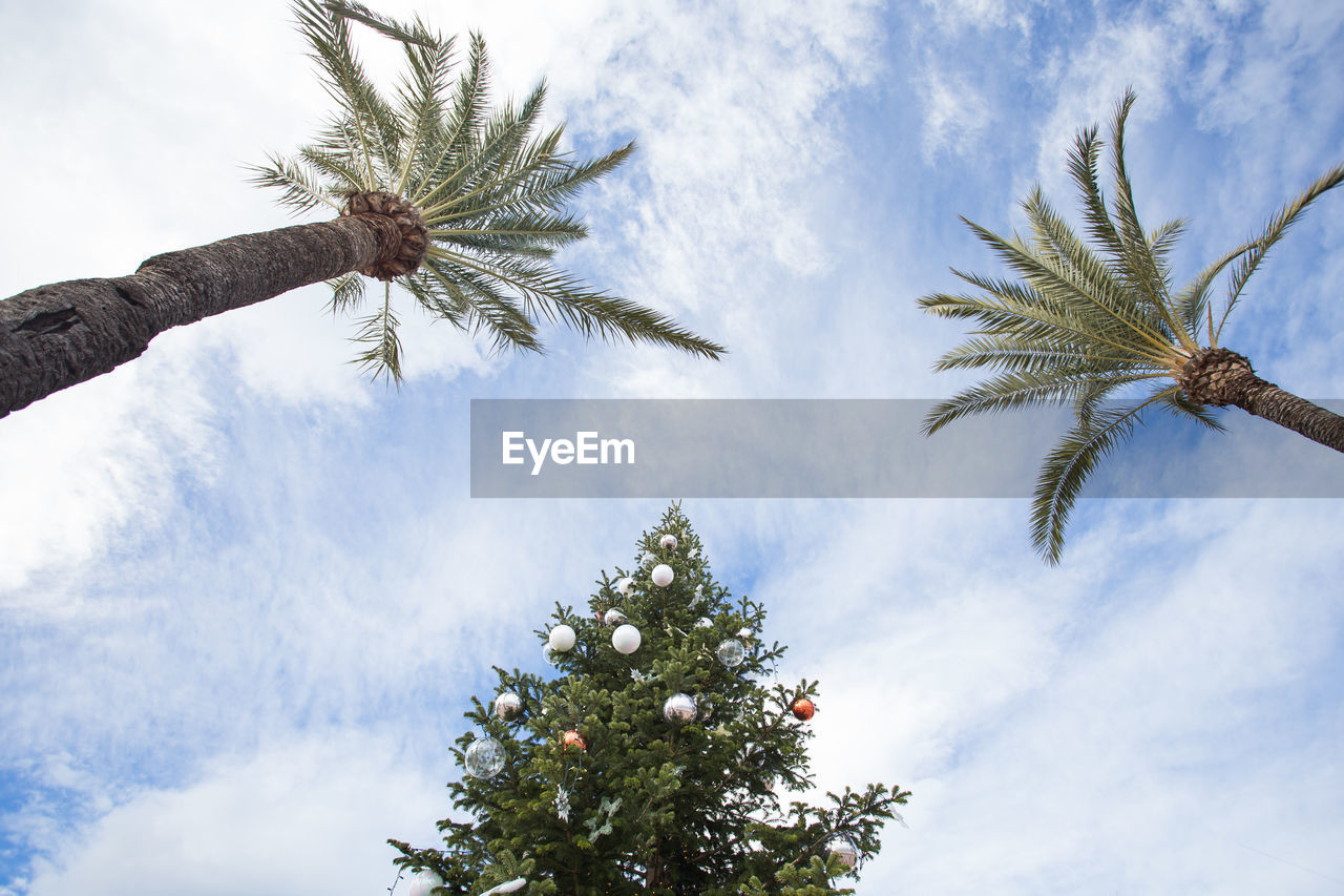 LOW ANGLE VIEW OF TREE AGAINST SKY