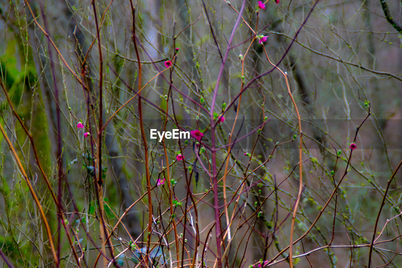 Close-up of pink flowers growing on tree