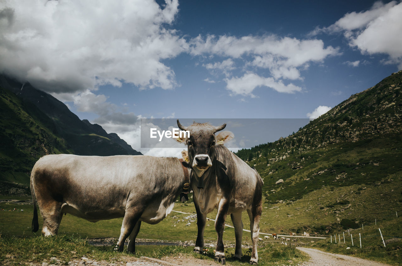 Close-up of cows standing on field against sky