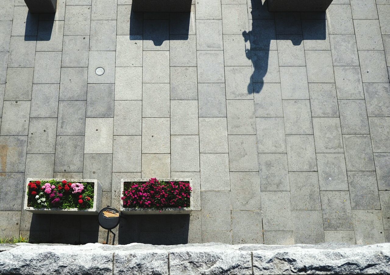 Directly above shot of potted plants on footpath with shadow of person