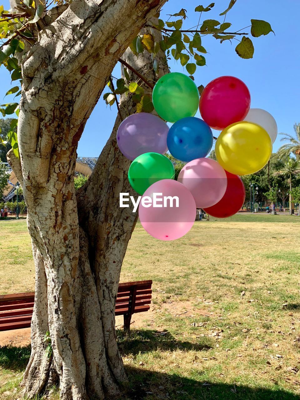 COLORFUL BALLOONS ON TREE IN PARK