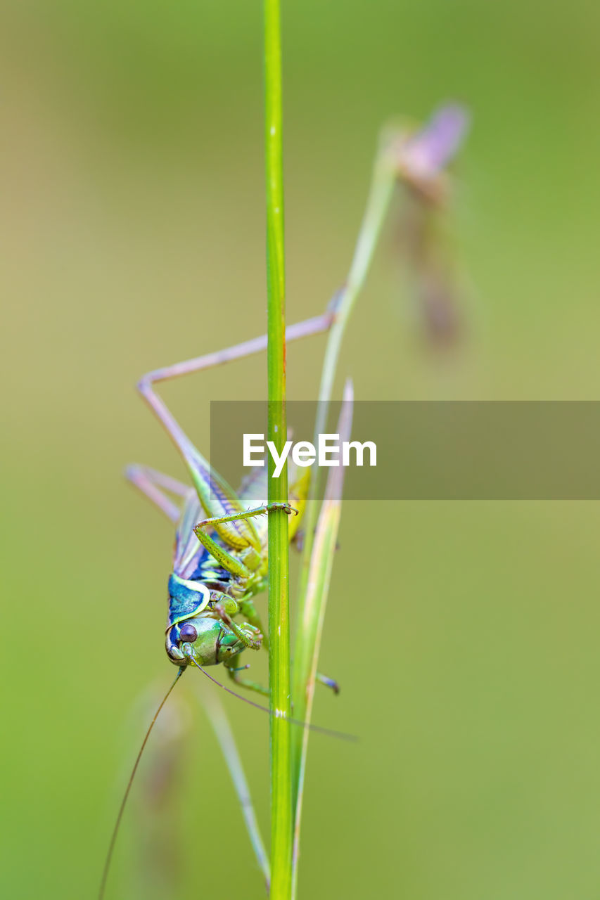 CLOSE-UP OF GRASSHOPPER ON PLANT