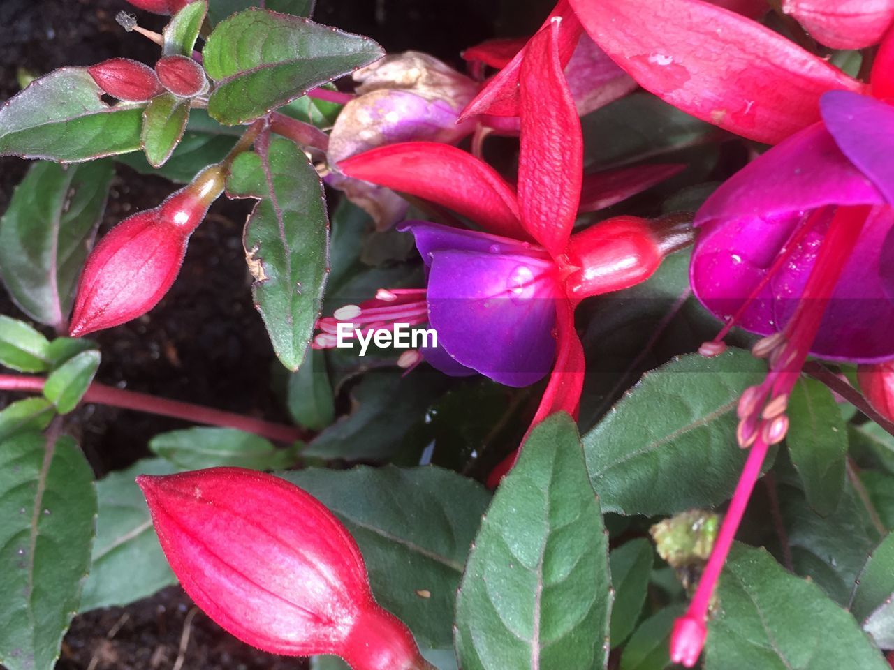 CLOSE-UP OF PINK FLOWERS BLOOMING