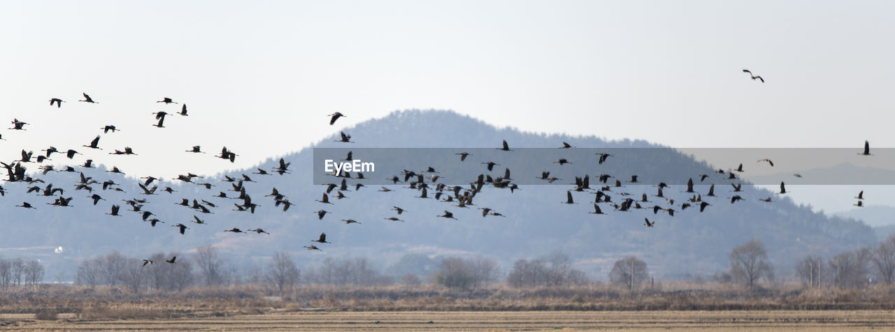 FLOCK OF BIRDS FLYING OVER THE SKY
