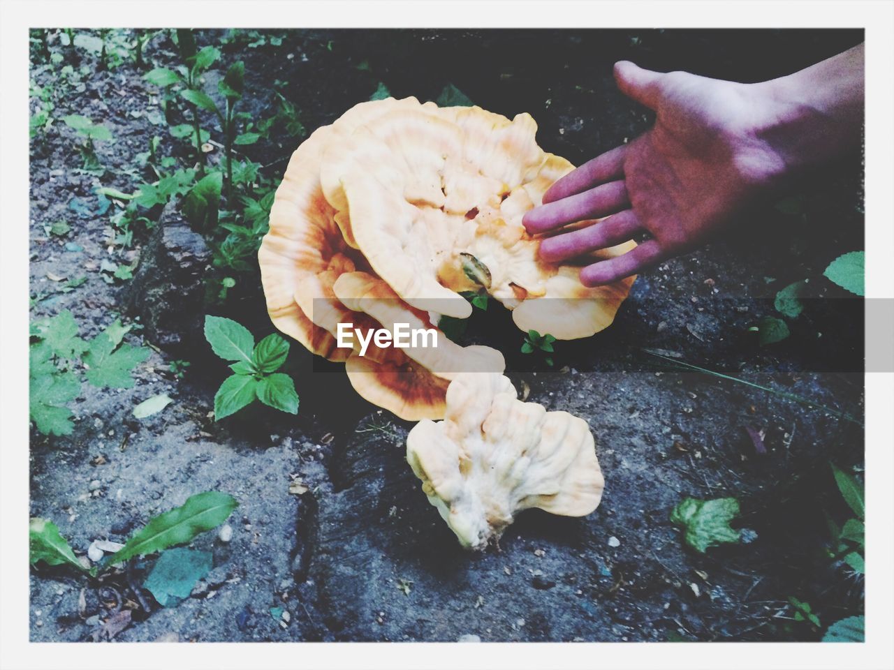 Hand pointing mushroom in forest