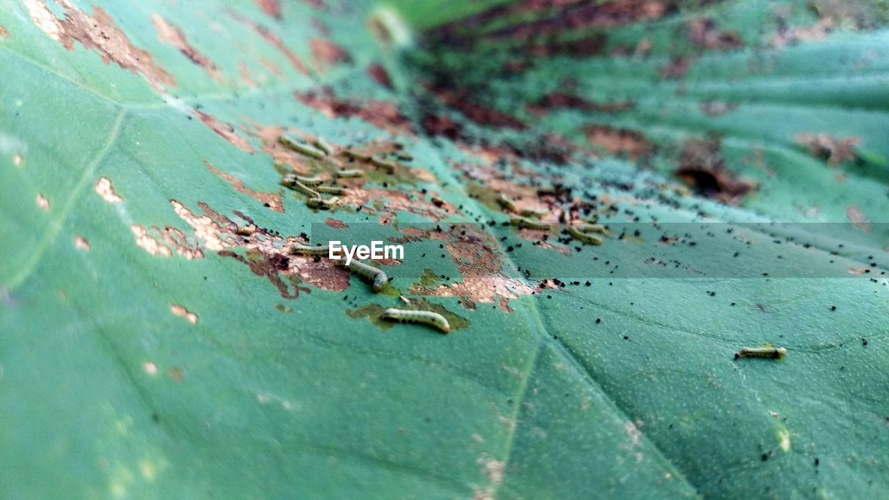 Worms on leaf