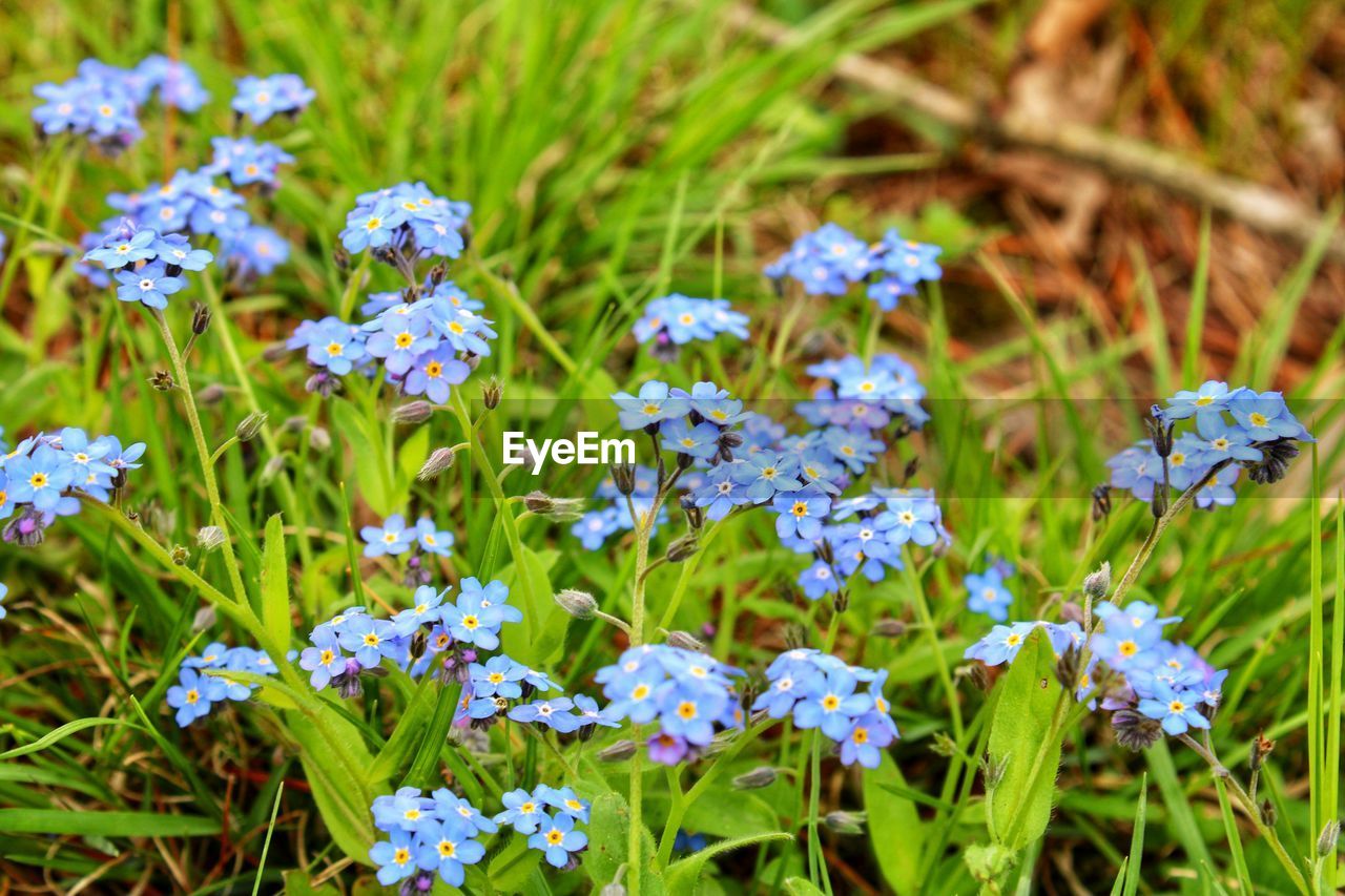 HIGH ANGLE VIEW OF PURPLE FLOWERING PLANT